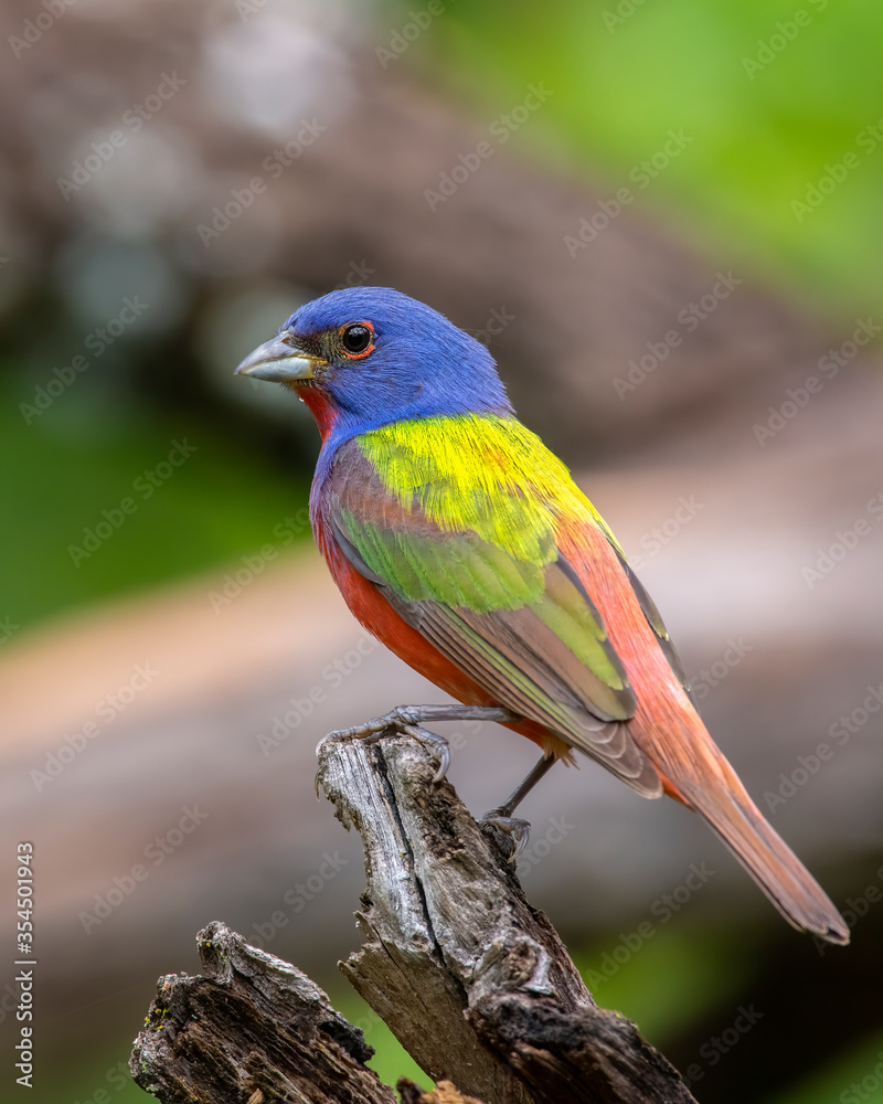 Male Painted Bunting