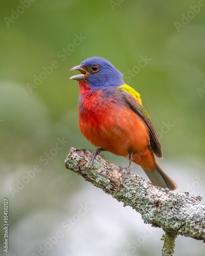 Male Painted Bunting © David McGowen