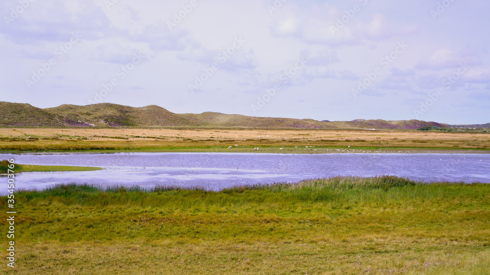 Summer landscape panorama with blue water, fresh green grass and sheep grazing next to the dunes. Nature reserve on the island of Sylt in the Wadden Sea, Germany.