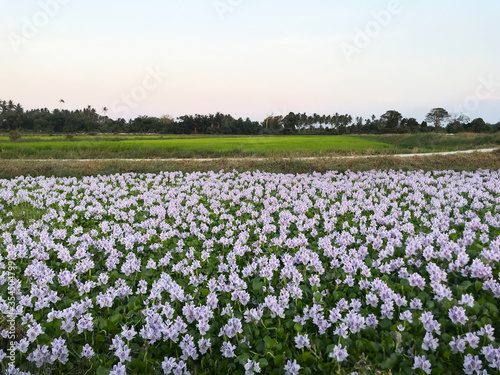 Wallpaper Mural Beautiful white waterlily or lotus flower in pond. Torontodigital.ca