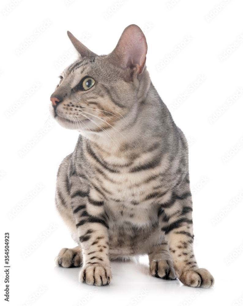 bengal cat in studio