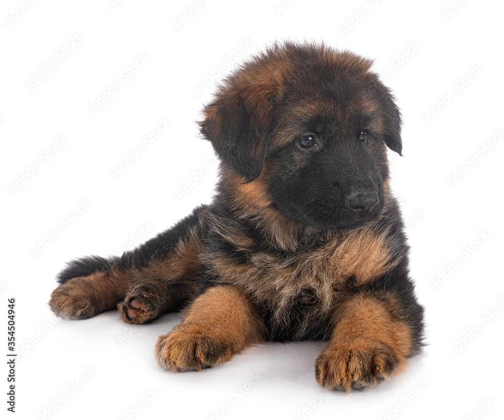 puppy german shepherd