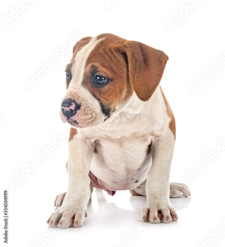 puppy american bulldog