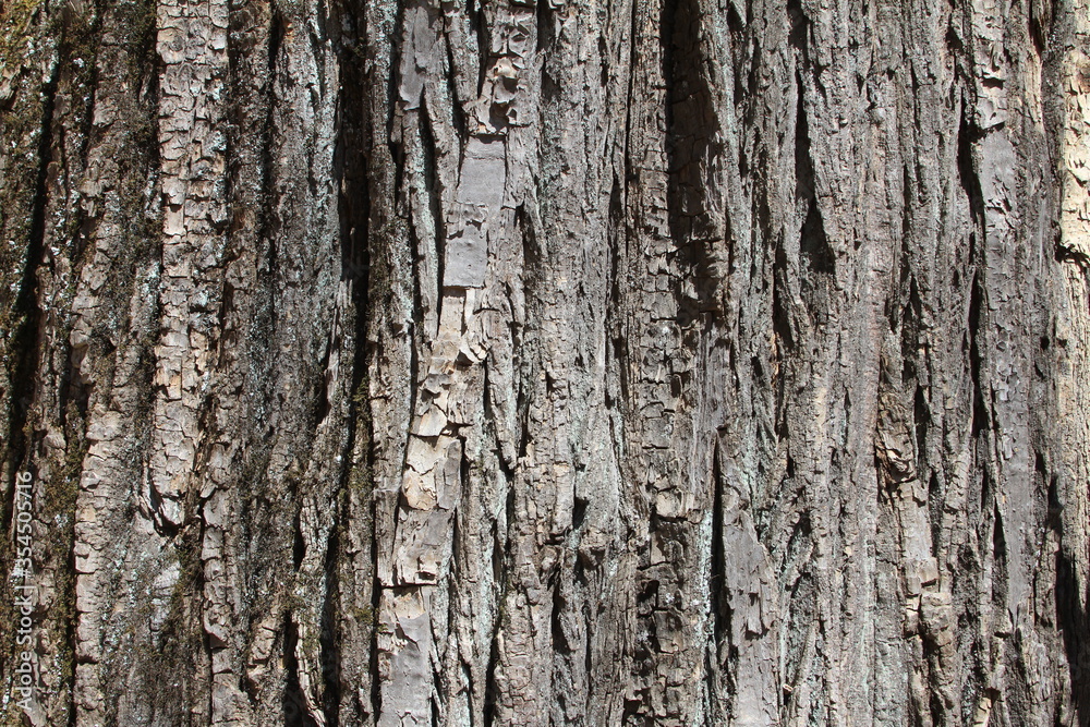 bark texture tree texture background wallpaper bark texture tree texture background wallpaper