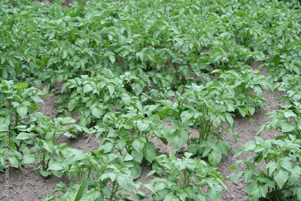 Kartoffelacker - Kartoffeln - Kartoffelpflanzen - Solanum tuberosum Kartoffelacker - Kartoffeln - Kartoffelpflanzen - Solanum tuberosum