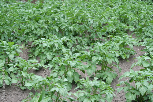 Kartoffelacker - Kartoffeln - Kartoffelpflanzen - Solanum tuberosum