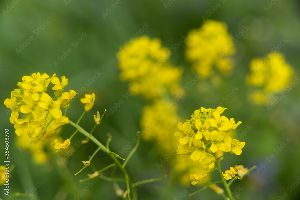 Yellow flowers grow on a green meadow in spring on a Sunny day Yellow flowers grow on a green meadow in spring on a Sunny day