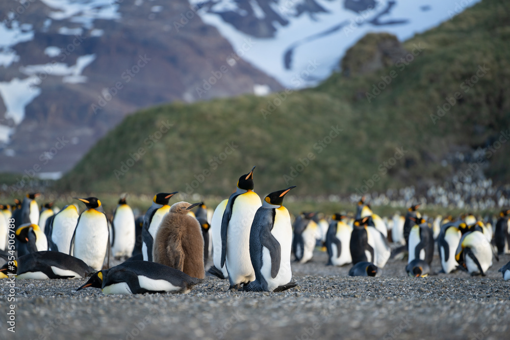 Obraz premium Colony of king penguins at 
