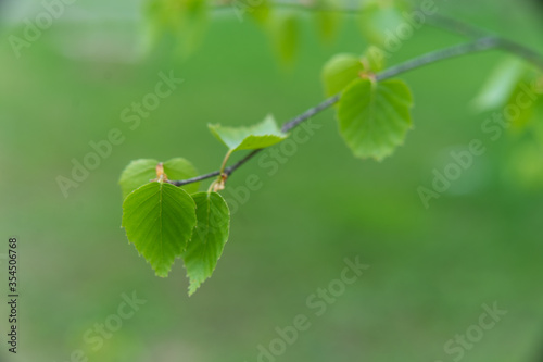 Green birch leaves on a Sunny spring day