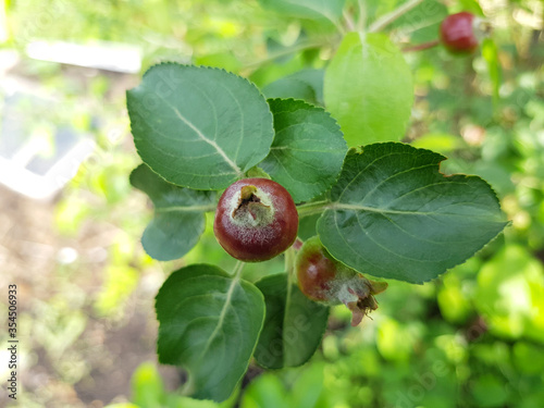 Small unripe fruit of an apple tree in the crown of a tree close-up.