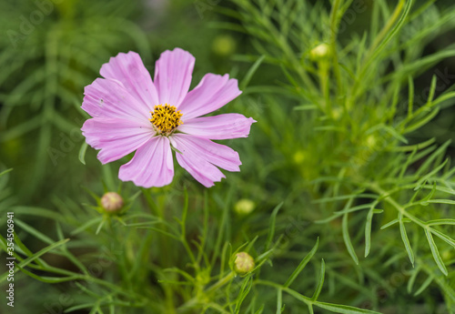 Pink Cosmos flower in the gaeden