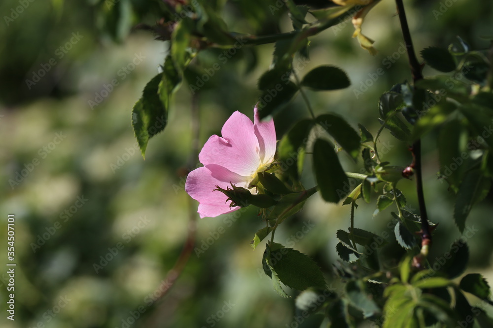 The wild rose Bush blooms in the spring The wild rose Bush blooms in the spring