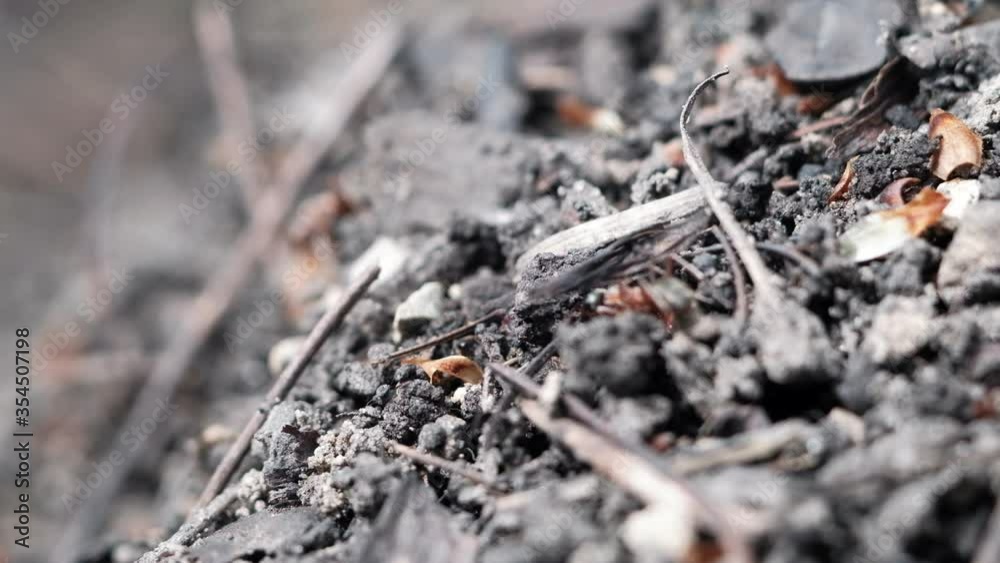 many forest ants work to build an ant hill. Close-up. 4k many forest ants work to build an ant hill. Close-up. 4k