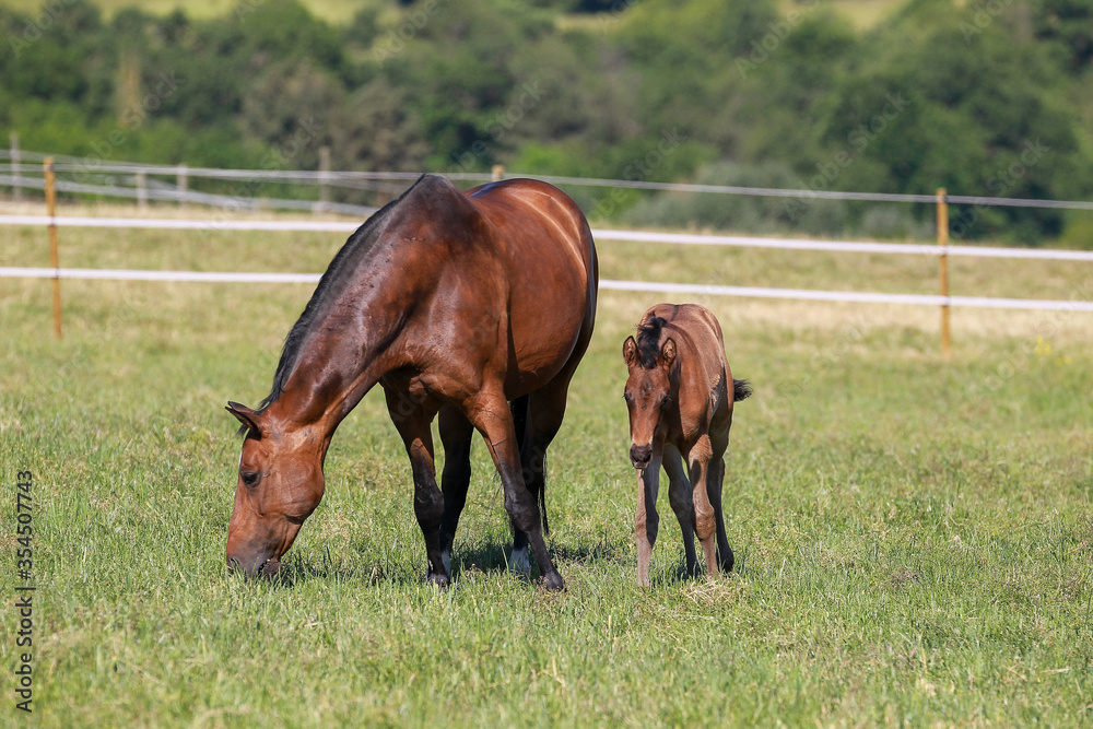 Fototapeta premium Mare with foal grazing..