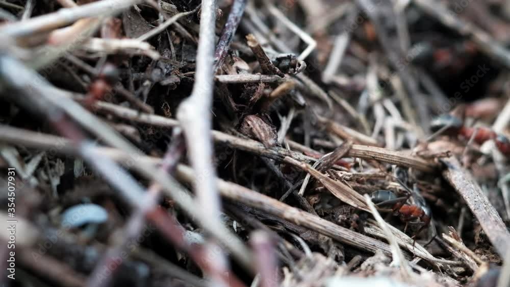many forest ants work to build an ant hill. Close-up. 4k many forest ants work to build an ant hill. Close-up. 4k
