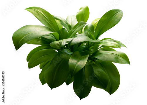 Eucrosia bicolor leaves, Green shrubs isolated on white background with clipping path
