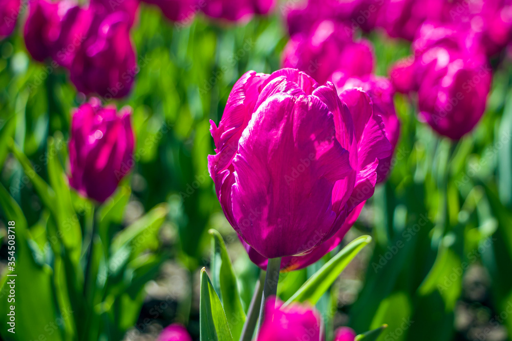 Colorful purple tulip flowers on a flowerbed in the city park. Natural landscape. Bright flowers on a sunny summer day, creates moods of joy and happiness. Close up, copy space for text, banner