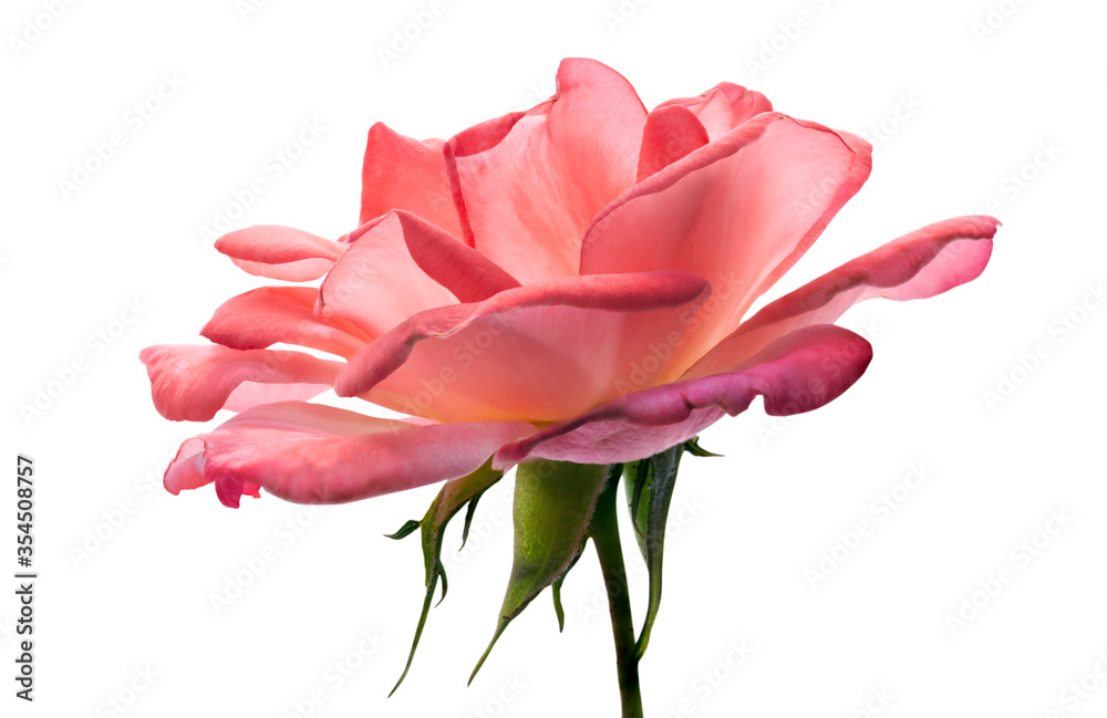 Pink rose flower, Blooming rose isolated on white background, with clipping path