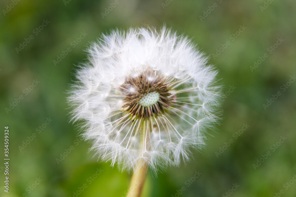 dandelion flower on green background