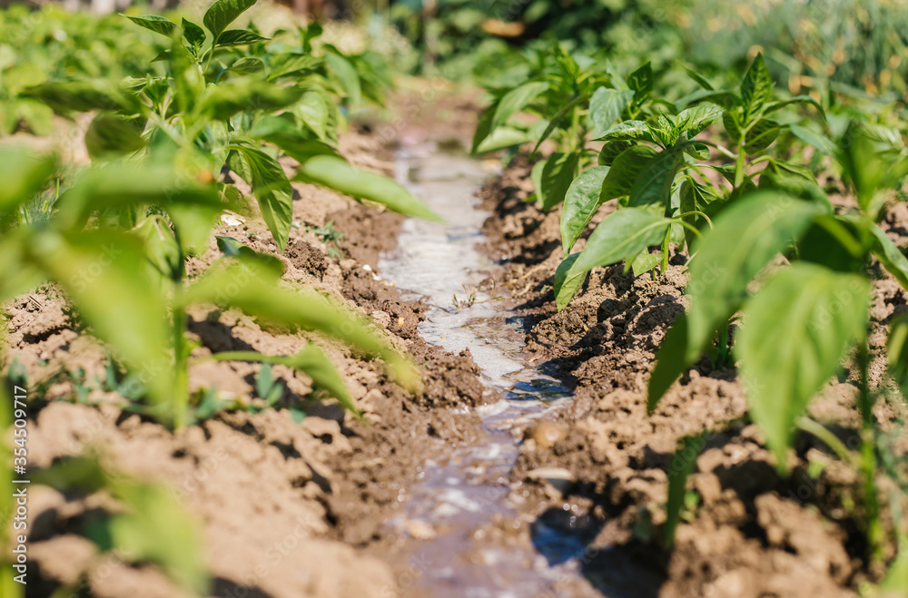 Pepper is planted in a row on a garden bed. Green pepper leaves. Beautiful pepper in the village. Growing vegetables.