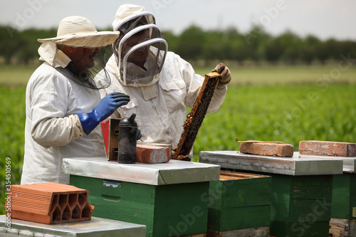 two beekeepers dressed in special suits inspect the condition of the bees and the amount of honey, photographed at the bee colony © slobodan023