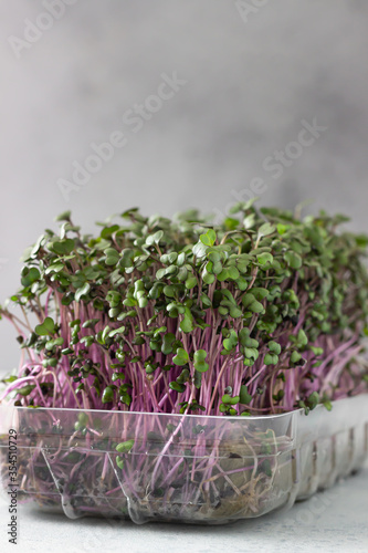 Red cabbage or radish microgreens sprouts in plastic container. Seed germination at home. Vegan and healthy eating concept.