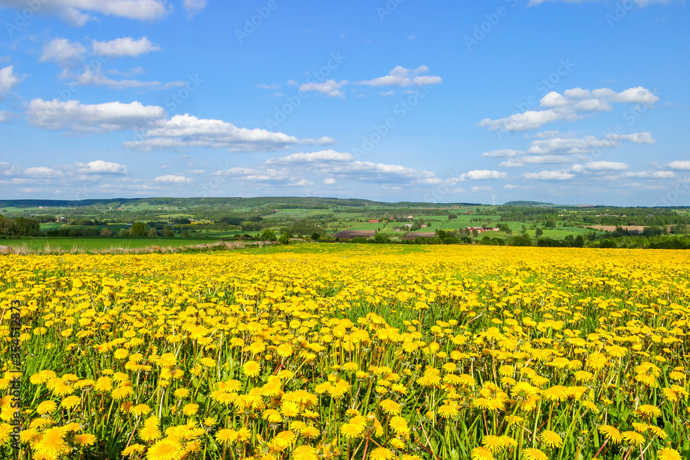 Rural landscape view with a blooming dandelion meadow Rural landscape view with a blooming dandelion meadow