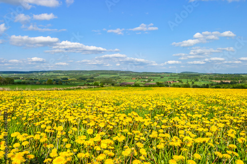 Rural landscape view with a blooming dandelion meadow