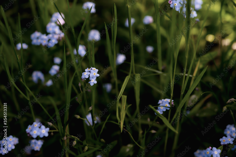 blue flower in the garden of plants and green leaves blue flower in the garden of plants and green leaves