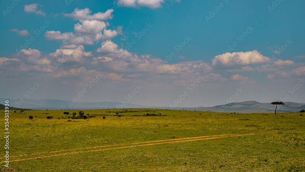 Fototapeta premium Masai Mara, Kenya