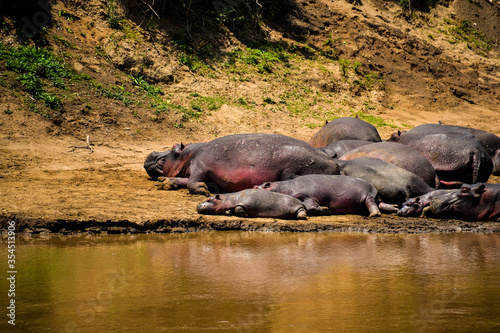 hippopotamus resting along the banks