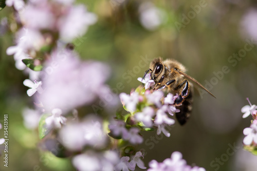 fleißige Biene auf Thymian Blüten, sammeln von Nektar und Blütenpollen, Makroaufnahme. © Werner