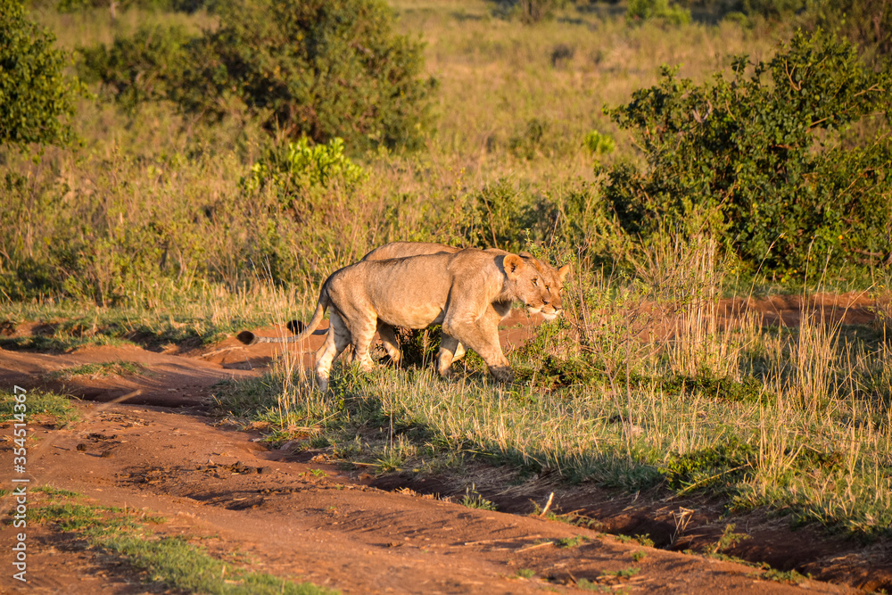 Fototapeta premium Lion brothers