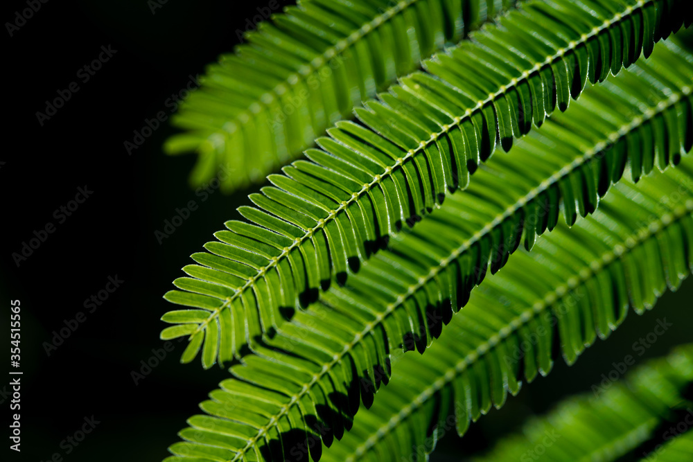 Close-Up Of Dark green leaves Close-Up Of Dark green leaves
