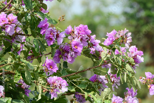 purple flower