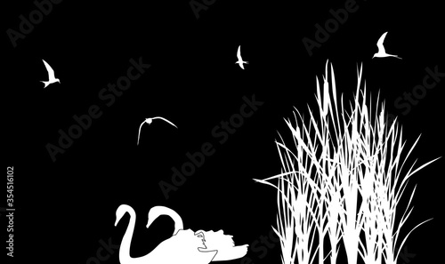 white swans couple between reeds