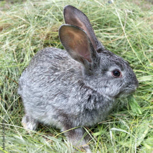 Gray rabbit sitting on a pile of mowed grass. Pets.