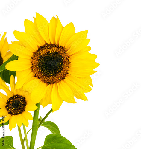 Flowers sunflower with green leaf. Isolated on white background. Stock photo.