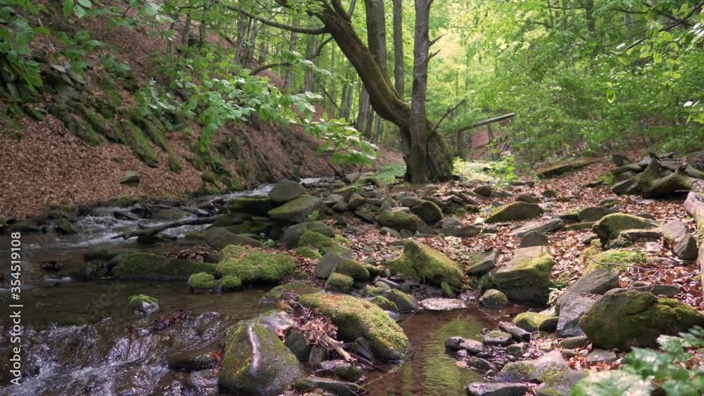 beautiful green forest with forest river on a sunny summer day, tourism, environment, natural harmony concept, tranquil scene