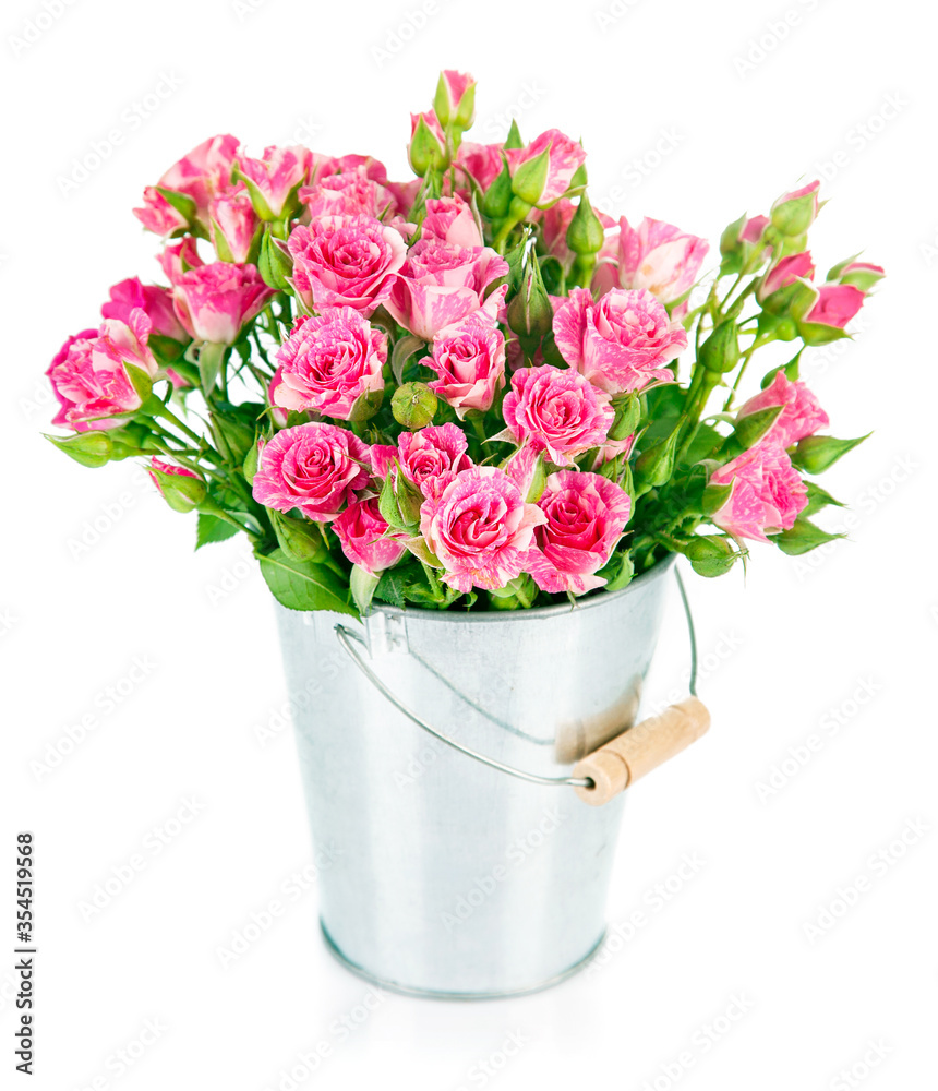 Bunch pink roses in bucket. Isolated on white background. Stock photo.