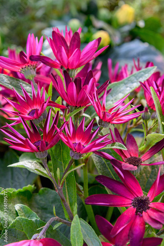 Beautiful pink gerbera daisy close-up. A delicate pink spring flower.