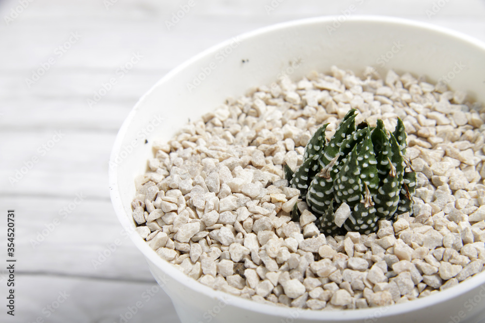 Haworthiopsis fasciata, formerly Haworthia fasciata or Haworthia Zebra, is a species of succulent plant from the Eastern Cape Province, South Africa Haworthiopsis fasciata, formerly Haworthia fasciata or Haworthia Zebra, is a species of succulent plant from the Eastern Cape Province, South Africa