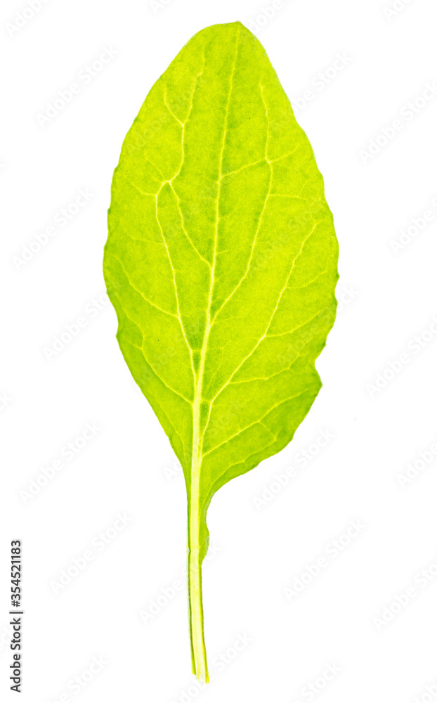 Fototapeta premium Green leaf from a plant is isolated on a white