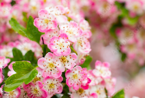 background of blooming pink flowers of apple