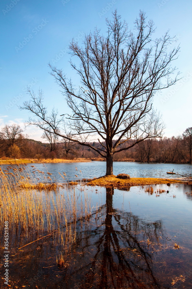 A tree during a flood A tree during a flood