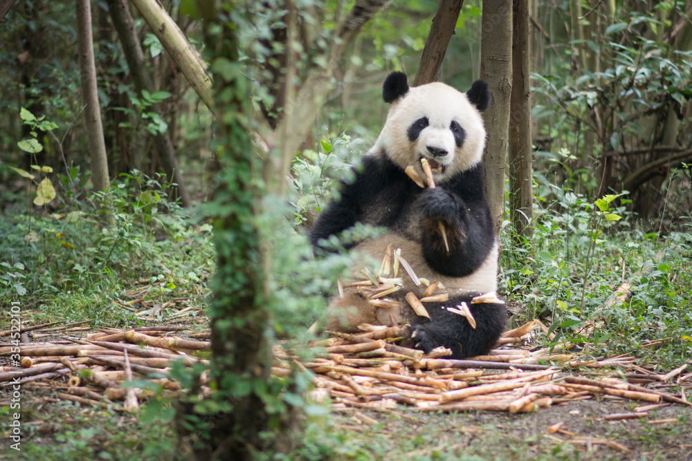Fototapeta premium A Giant Panda bear (Ailuropoda melanoleuca) eating bamboo and looking directly to the camera, Chengdu, Sichuan, China