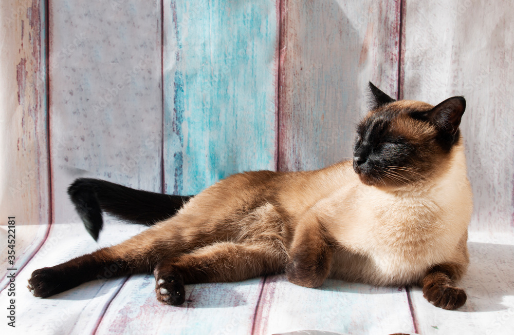 Siamese cat lying in the sun resting, warming