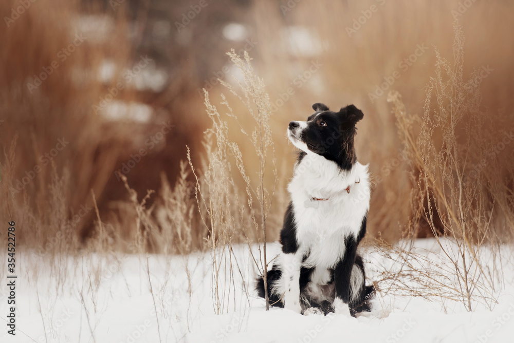 border collie dog in a collar with id tag outdoors in winter
