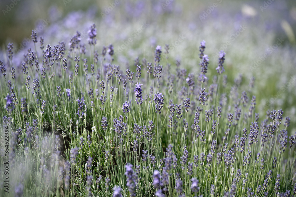 Obraz premium Lavender Field. Aromatherapy. Nature Cosmetics.