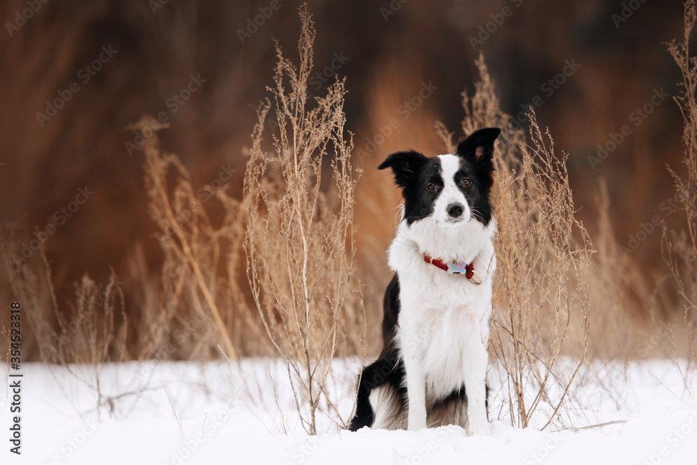 border collie dog in a collar sitting outdoors in winter border collie dog in a collar sitting outdoors in winter